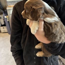 Miniature Australian Shepherd and Toy Australian Shepherd Puppies from T’s Mini and Toy Aussies