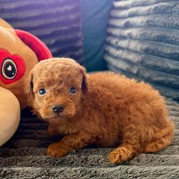 Christopher Robin - Red  male Goldendoodle puppy in Pensacola, Florida from Goldendoodles Love You in Pensacola Friend Edition