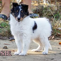 Pomsky, Rottweiler, Shetland Sheepdog, and Toy Shetland Sheepdog Puppies from Mountain High Kennels