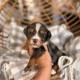 Breeze - Blue merle male Bernedoodle puppy in Las Vegas, Nevada from Dose of Doodles