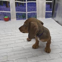Shaded Red Wirehair Male (purple collar) - Red male Dachshund puppy in Killeen, Texas from Southern Dachshunds