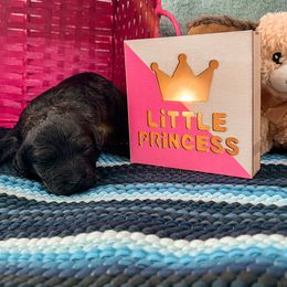 Goldendoodle Puppies from The Dood Effect