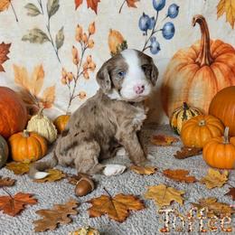 Toffee - Merle female Sheepadoodle puppy in Austin, Texas from Darling Doodles