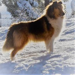 Collie All Grown Up from Glenelg Collies