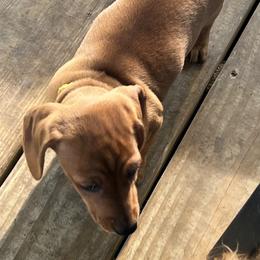 Dachshund Puppies from Witchy Woman’s Wiener’s