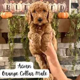Acorn- Orange collar - Red  male Goldendoodle puppy in Taylorsville, North Carolina from Doggone Dixie Doodles