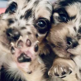 Dachshund Puppies from Meldox