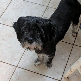 Jazzy - Lhasa Apso