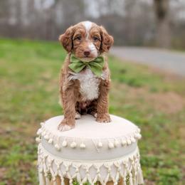 Suds - Red  male Goldendoodle puppy in Whitesburg, Georgia from Asbury & Co Farms