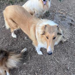 Bonnie - Collie