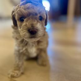Cavapoo, Cockapoo, Goldendoodle, and Maltipoo Puppies from Perdue Puppies