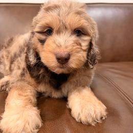 Nougat - Phantom female Bernedoodle puppy in Queen Creek, Arizona from Dulcito Doodles