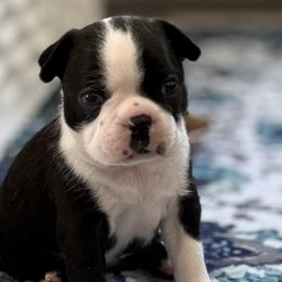 Boston Terriers from Cornerstone Boston Terriers