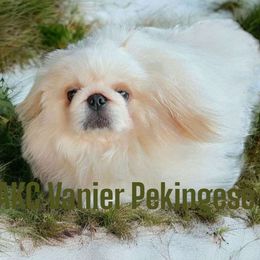 AKC Vanier's Snuggles - White Pekingese puppy in Texas from Vanier Pekingese