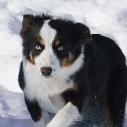 Hera - Miniature Australian Shepherd
