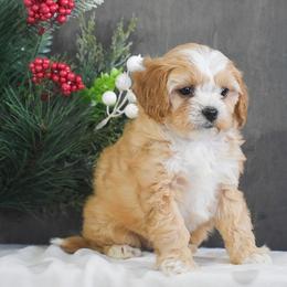 Macy - Red female Cavapoo puppy in Honey Brook, Pennsylvania from Stoltzfus Family Puppies (license number 18844)