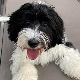 Havanese from Glenwood Trails Havanese In Plano, Texas