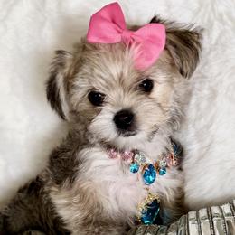 Biewer Terriers, Morkies, and Yorkshire Terriers from Kimora’s Kreation’s Kennel