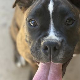 Boxers, Bulldogs, and French Bulldogs from Springwood Farm
