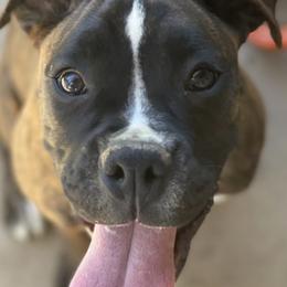 Boxers, Bulldogs, and French Bulldogs from Springwood Farm