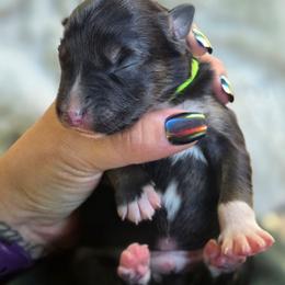 Chucky - Black tri-color male Australian Shepherd puppy in Salem, Oregon from Steady Aim Aussies