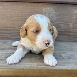 Chucky - Red male Bernedoodle puppy in Springville, Utah from Oodles of Bernedoodles