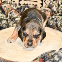 Frodo - Black and tan male Beagle puppy in Viper, Kentucky from Mountain Top