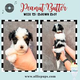 Peanut Butter - Black and white male Bernedoodle puppy in Boiling Springs, South Carolina from OlliePups, LLC