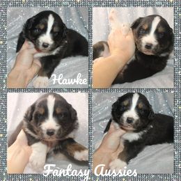 Hawke - Black tri-color male Australian Shepherd puppy in Anna, Texas from Fantasy Pomeranians & Fantasy Aussies