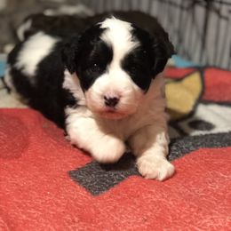 Aussiedoodle Puppies from Ohana Companions