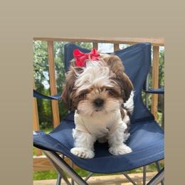 Nala - Chocolate and tan female Shih Tzu puppy in Fredericksburg, Virginia from Shih Tzu Virginia