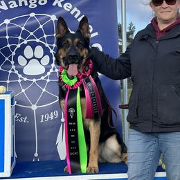 Loki - German Shepherd