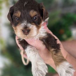 Binx - Tri-color male Bernedoodle puppy in Decatur, Tennessee from Diamond's Doodles