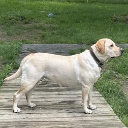 Labrador Retrievers from Willow run farm’s Labrador Retrievers