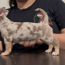 Churro - Merle female Chihuahua puppy in Patchogue, New York from Cloudshadow Kennels
