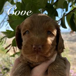 Sycamore Canyon's Cove - Caramel red male Australian Labradoodle puppy in Riverside, California from Sycamore Canyon Labradoodle
