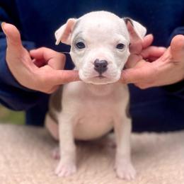 Whisper - Blue female American Staffordshire Terrier puppy in Monroe, Georgia from Irresistibull Staffords