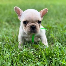 Green - Cream male French Bulldog puppy in Nevis, Minnesota from Faithful Acres French Bulldogs