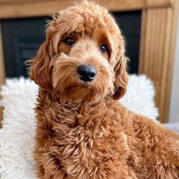 Rosie - Goldendoodle