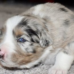 Australian Shepherd Puppies from SoMa's Legacy Aussies