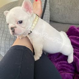 French Bulldog Puppies from Russian River Frenchies