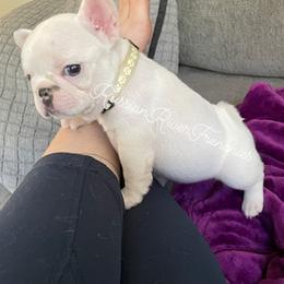 French Bulldog Puppies from Russian River Frenchies