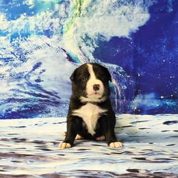 Ariel - Black and white female Border Collie puppy in Avilla, Indiana from Borderline Kennels