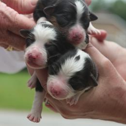 Brunhilda - Black tri female Miniature American Shepherd puppy in Valparaiso, Indiana from Wigglebutt