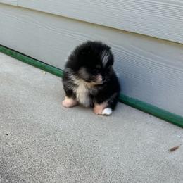Tiny tricolor - Tri-colored female Pomeranian puppy in Sonora, California from NorCal Pomeranians