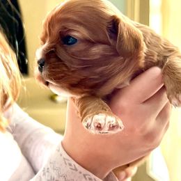 Cavalier King Charles Spaniel Puppies from Gold Country Cavaliers