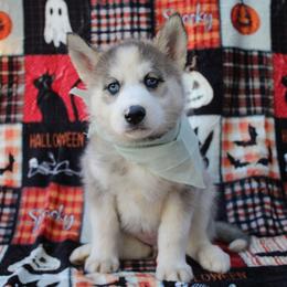 Mint - Gray and white female Siberian Husky puppy in York, Pennsylvania from Spalla Pups