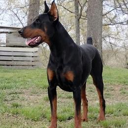 Coach - Doberman Pinscher