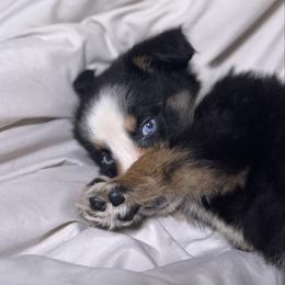 Rowan AKC - Black tri-color male Australian Shepherd puppy in Polk City, Florida from Skaky Shepherds