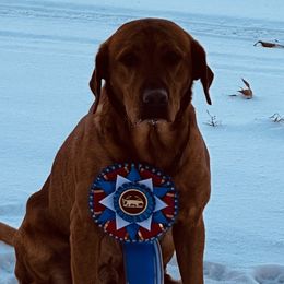 German Shorthaired Pointers and Labrador Retrievers from Kreger Lake Kennels